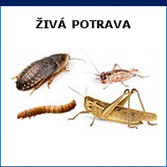 živá potrava